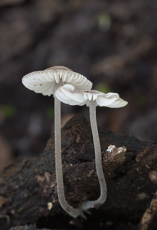 Mycenella lasiosperma